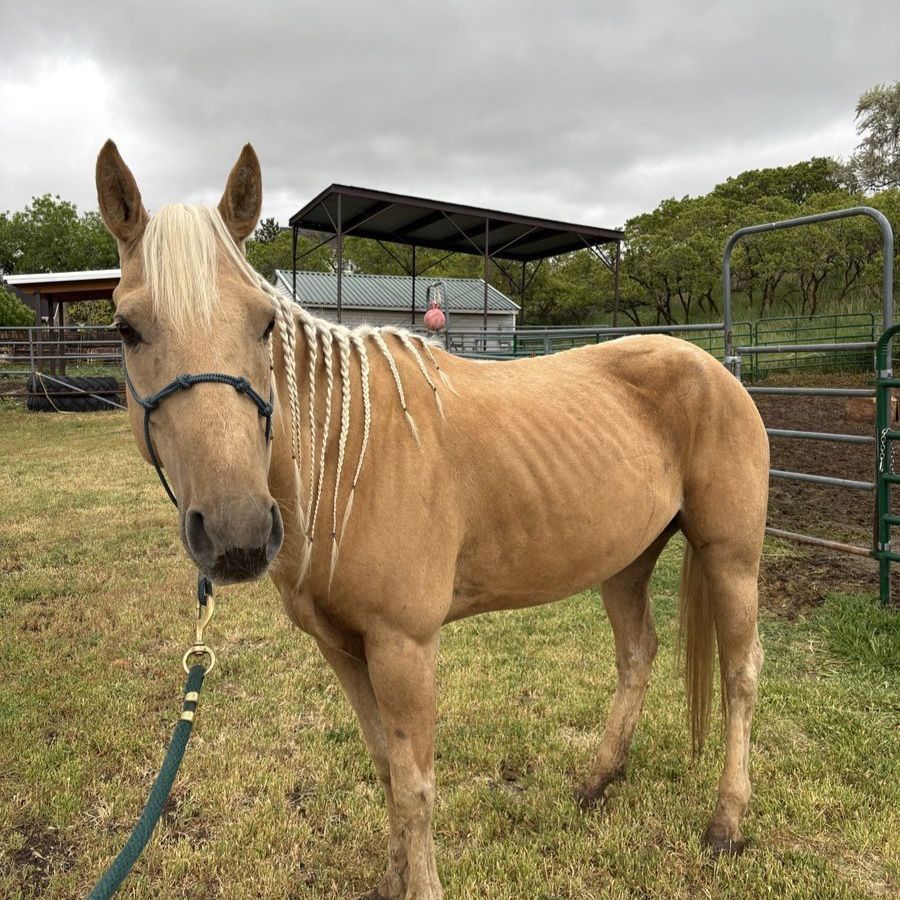 7 year old grade quarter horse mare
