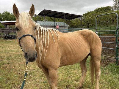 7 year old grade quarter horse mare