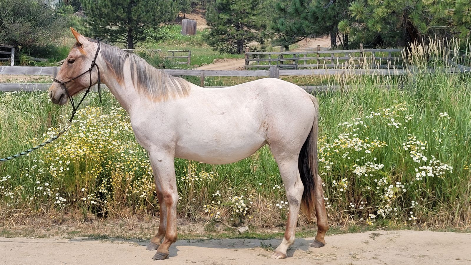 2025 Red Roan Filly (Shoshone) 