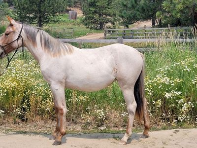 2025 Red Roan Filly (Shoshone)