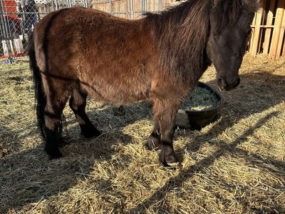Tiny Mini Pony