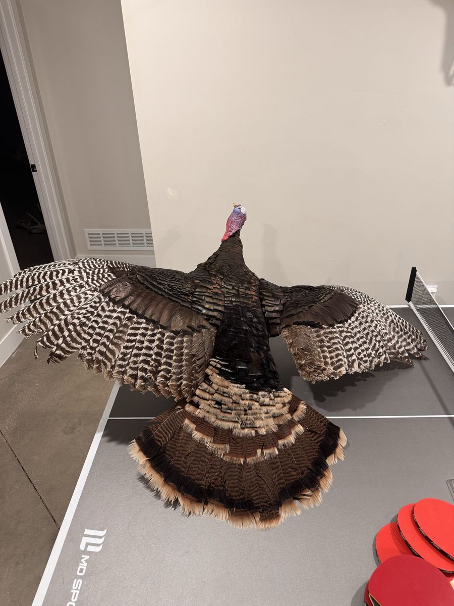 Mounted Turkey