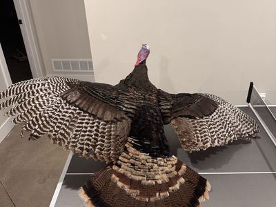 Mounted Turkey