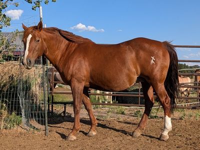 AQHA Broodmare 2 in 1 or 3 in 1, cow bred