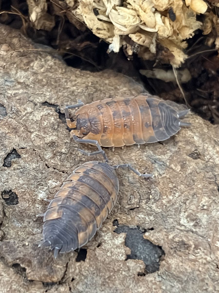 Lava Isopods 