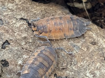 Lava Isopods