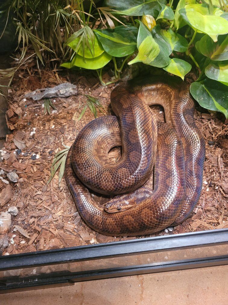 columbian rainbow boa