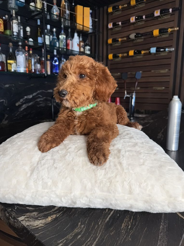 Stunning Deep red Mini Poodle Puppies