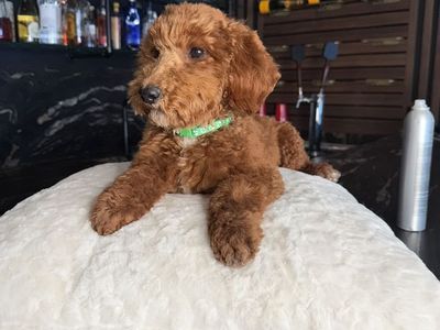 Stunning Deep red Mini Poodle Puppies