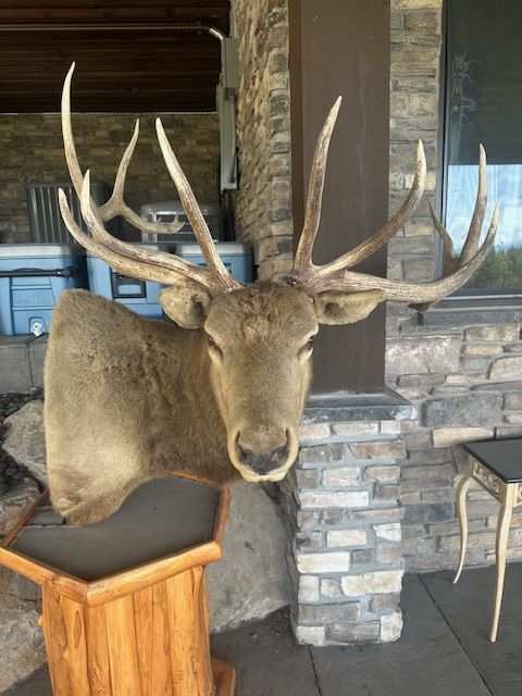 Beautiful 7 x 8 Imperial Elk pedestal mount