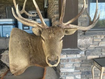 Beautiful 7 x 8 Imperial Elk pedestal mount