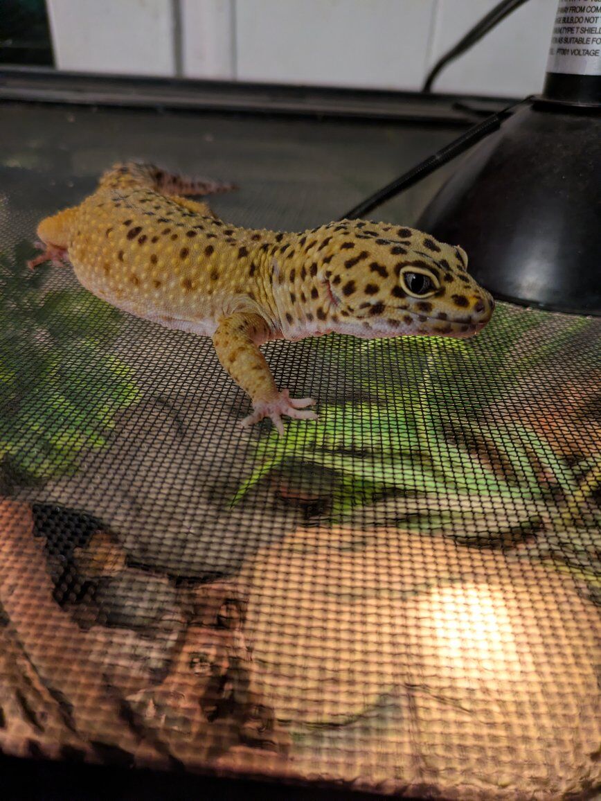 leopard gecko