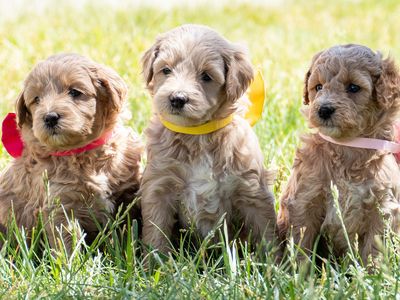 9 Week old Mini Bernedoodle pups and 8 week old mini Goldendoodle pups like cavapoo aussiepoo cockapoo poodle