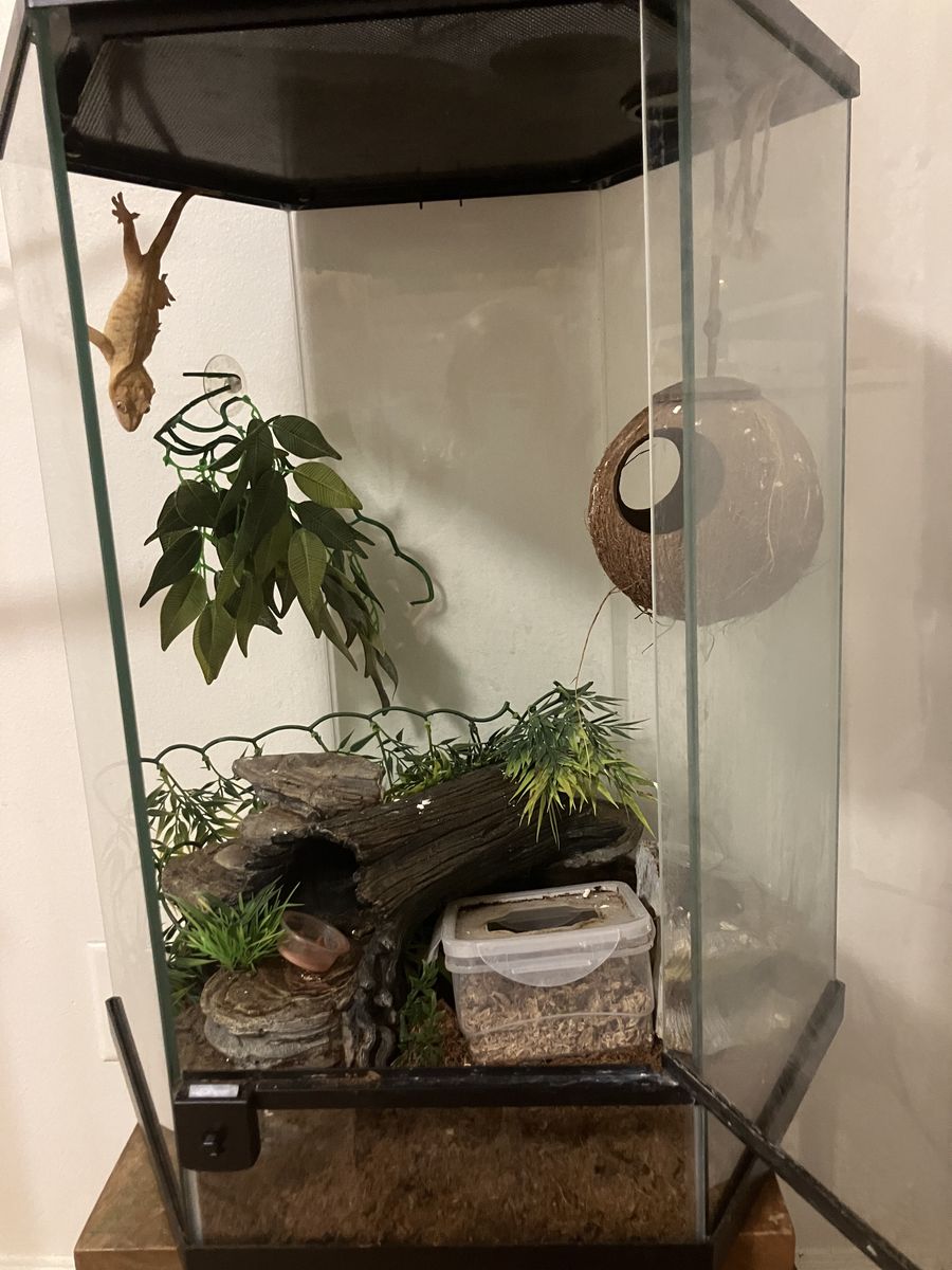 Gold Crested Gecko Male