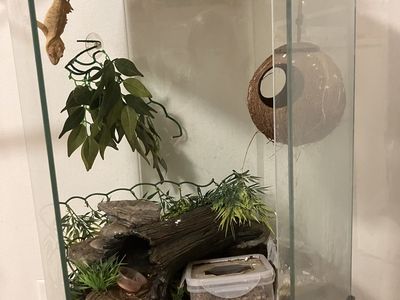 Gold Crested Gecko Male