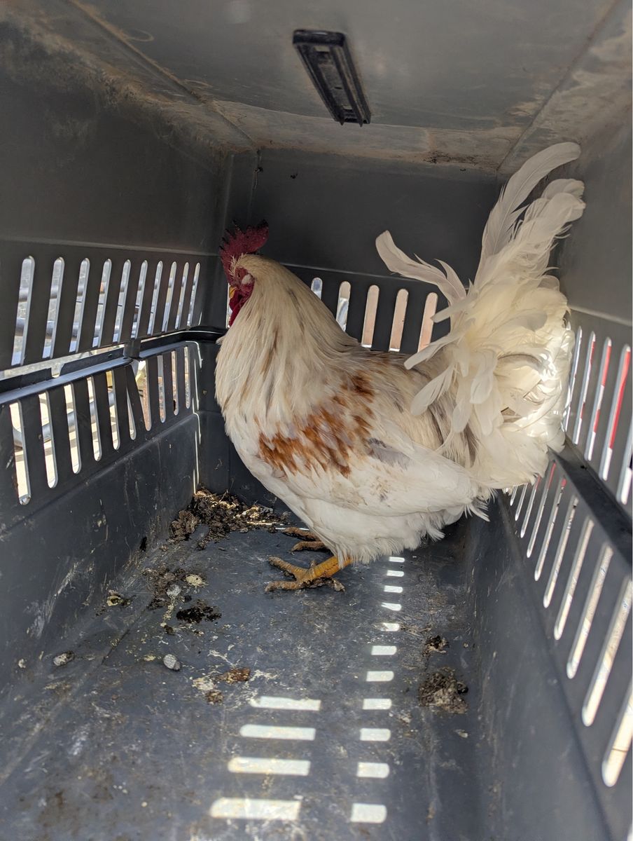 Rooster