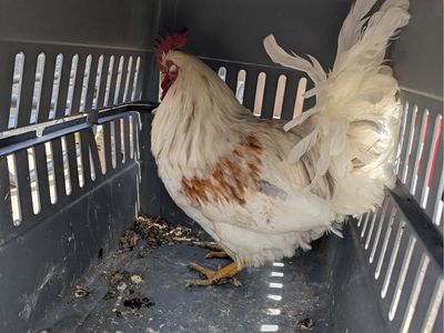 Rooster