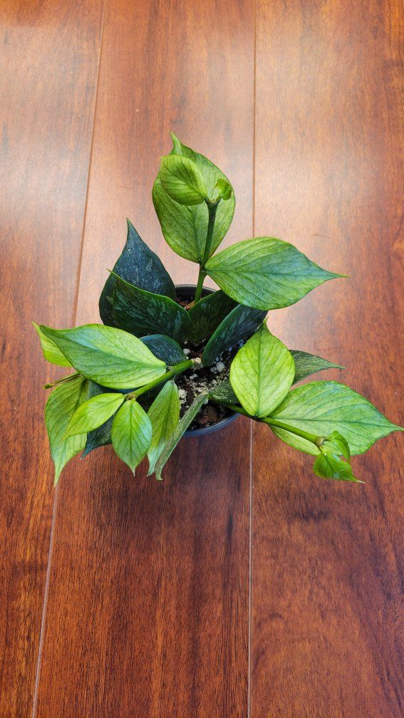 Hoya Silver Broget Polyneura Fishtail Live Houseplant