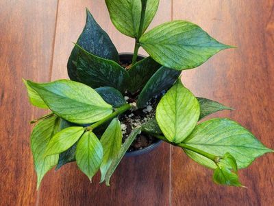 Hoya Silver Broget Polyneura Fishtail Live Houseplant