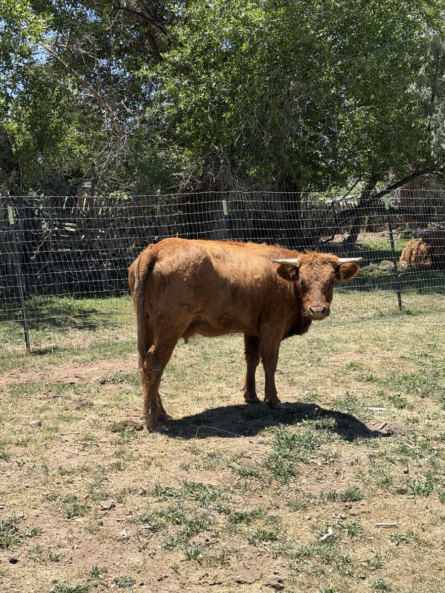 Mini Cow and Calf Pair Highland Mix
