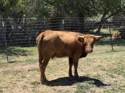 Mini Cow and Calf Pair Highland Mix