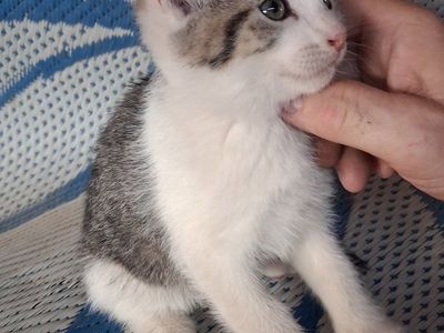 Adorable Kitten for Adoption - Playful and Loving