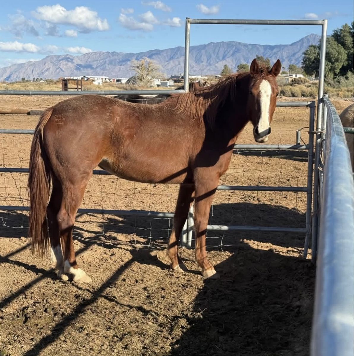 4 year old grade project mare