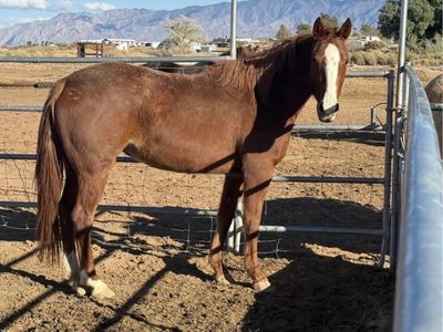 4 year old grade project mare