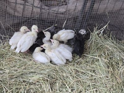 2 week old-Day Old Royal Palm Turkey Poults - 8 Count Straight Run