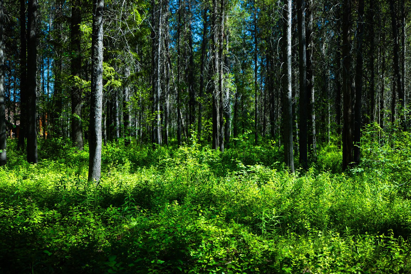 Shaded Lot in Ashton ID