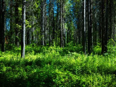 Shaded Lot in Ashton ID