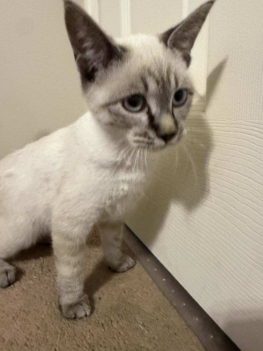 Lynx Point Siamese kittens