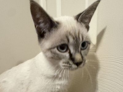 Lynx Point Siamese kittens