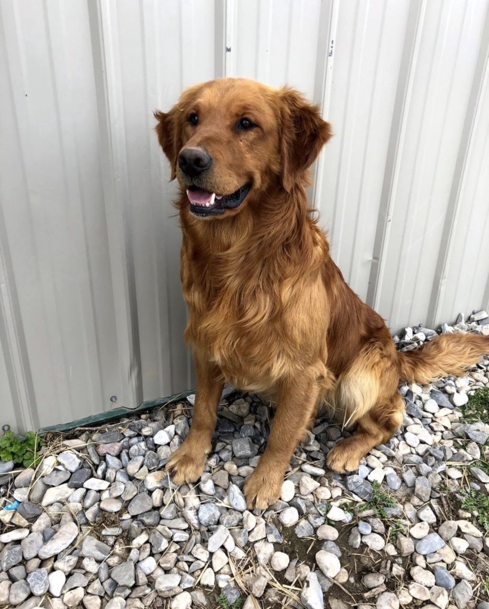 Akc Golden retriever, bernese and malamute stud dogs. purebred