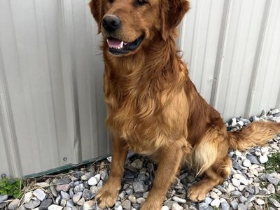 Akc Golden retriever, bernese and malamute stud dogs. purebred