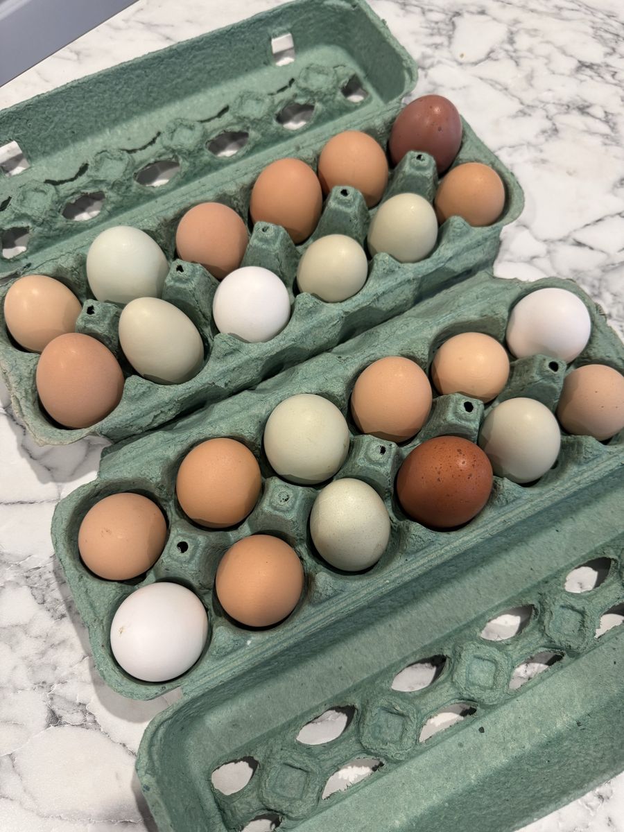 Fresh chicken eggs