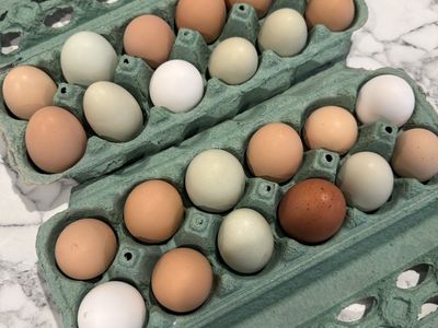 Fresh chicken eggs