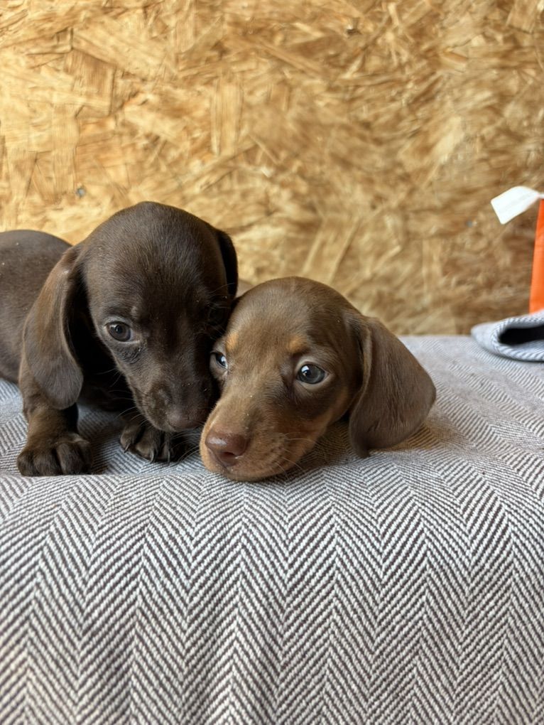 Mini dachshund puppies