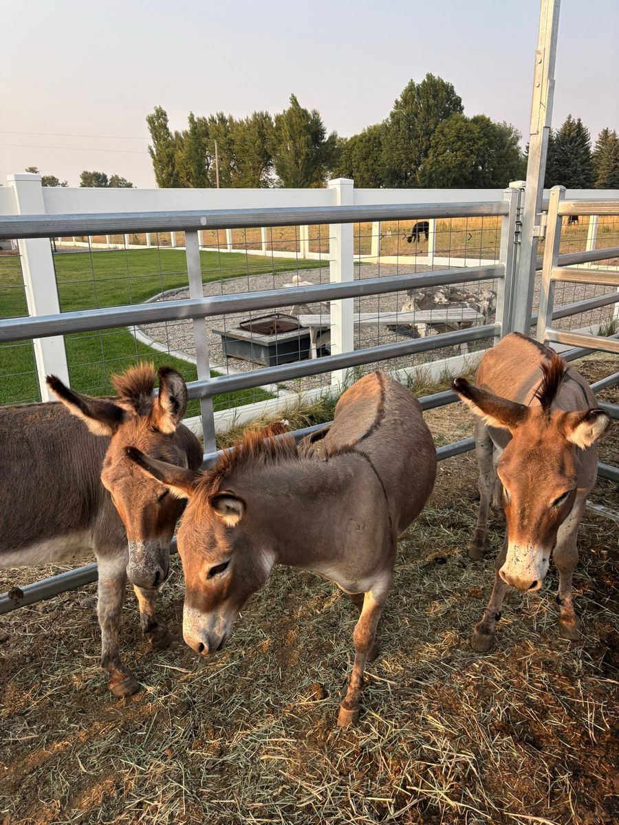 Miniature Donkeys young breeding Trio