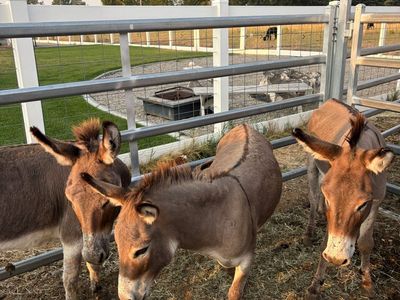 Miniature Donkeys young breeding Trio