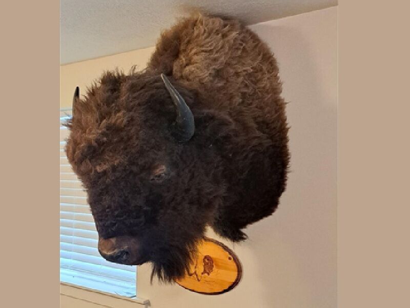 myhometownauctions.com - Feb 19: Taxidermy, Skins and Handcrafted Auction On-Site In Hyrum UT Auction (My Hometown Auctions)