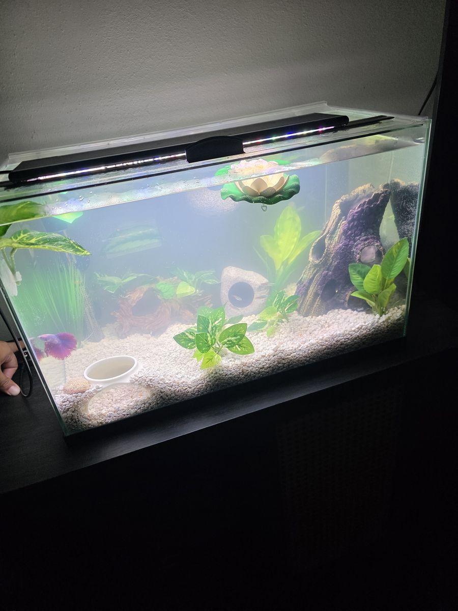 10 Gallon Fish Tank with Fish And Accessories