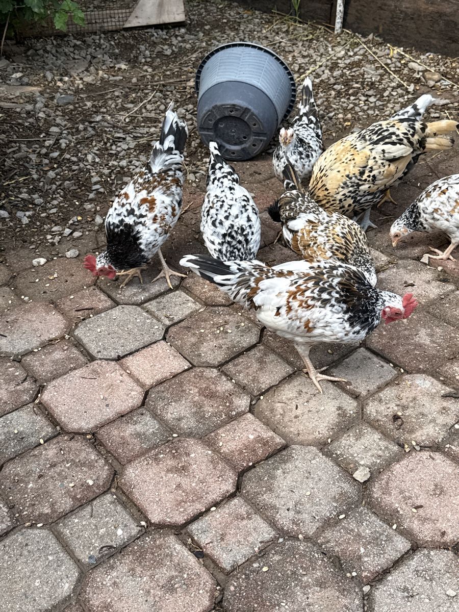 Olandsk Dwarf chickens