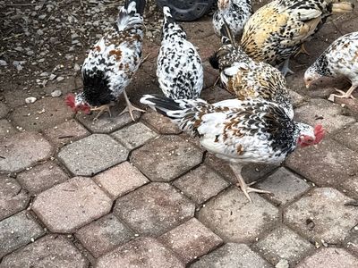 Olandsk Dwarf chickens