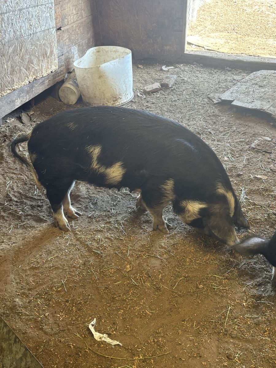 IPP sow and boar combo