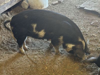 IPP sow and boar combo