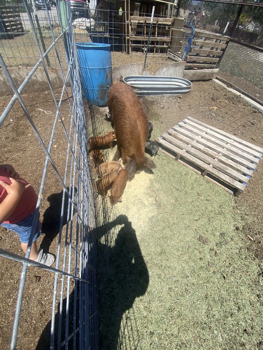 IPP Piglets