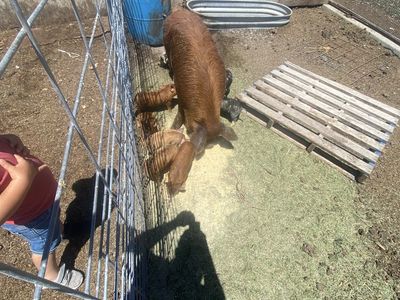 IPP Piglets
