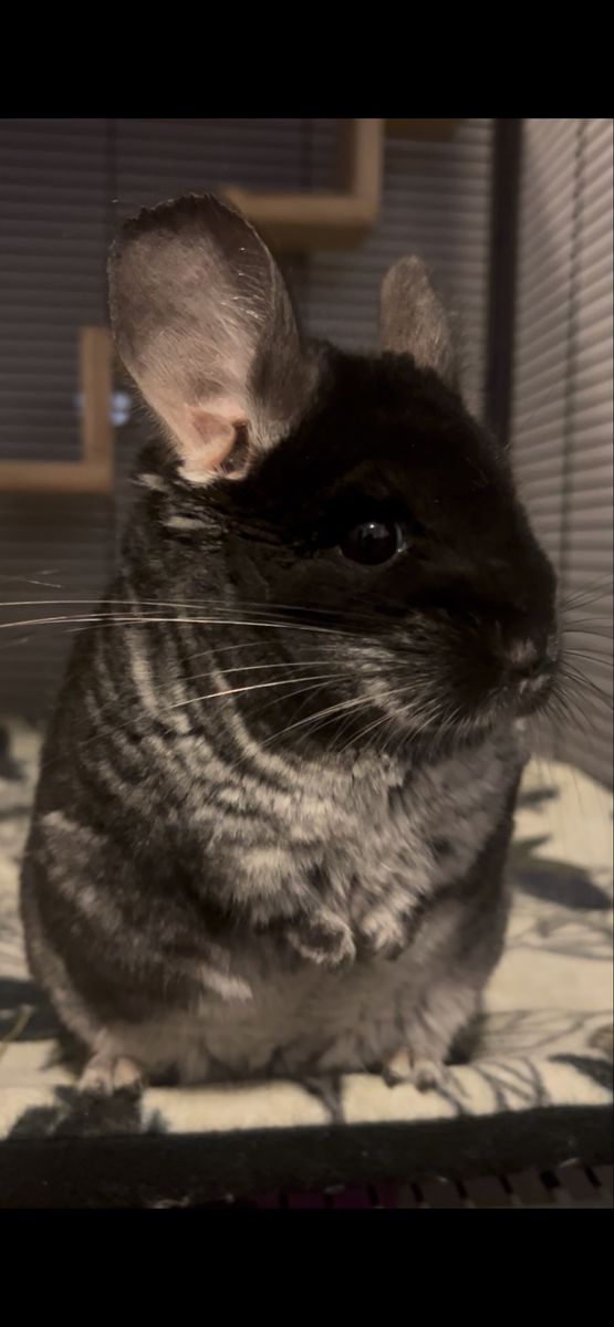 Black velvet chinchilla