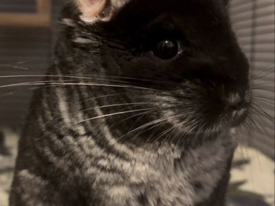 Black velvet chinchilla